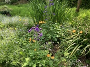 12th May 2024 - My wildflower corner in the orchard