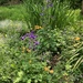 My wildflower corner in the orchard