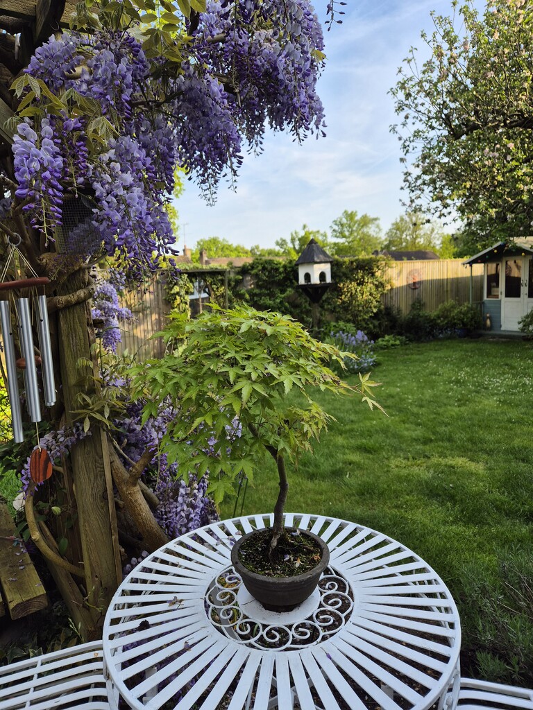 Acer Bonsai by happyteg