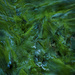 ICMorning Dew on Grass