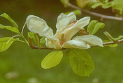 12th May 2024 - Magnolia Flower