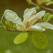 Magnolia Flower by gardencat