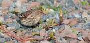 12th May 2024 - Twite