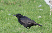 12th May 2024 - Carrion Crow