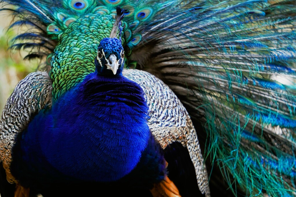 Puff The Magic Peacock by photohoot