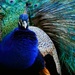 Puff The Magic Peacock by photohoot