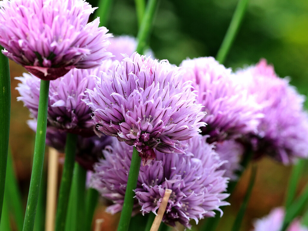 Chive flowers. by neil_ge