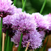 Chive flowers.