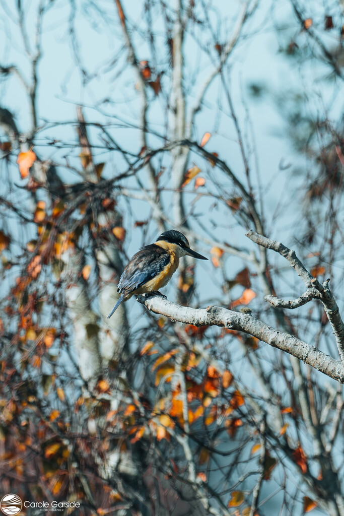 King Fisher by yorkshirekiwi