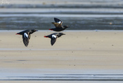 12th May 2024 - Pigeon Guillemots Flying to Their Nests 
