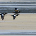 Pigeon Guillemots Flying to Their Nests 
