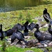 A Gulp Of Cormorants ~