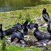 A Gulp Of Cormorants ~ by happysnaps