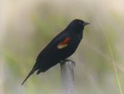 12th May 2024 - red-winged blackbird 