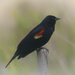 red-winged blackbird 