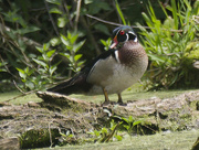 12th May 2024 - wood duck 