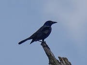 12th May 2024 - common grackle