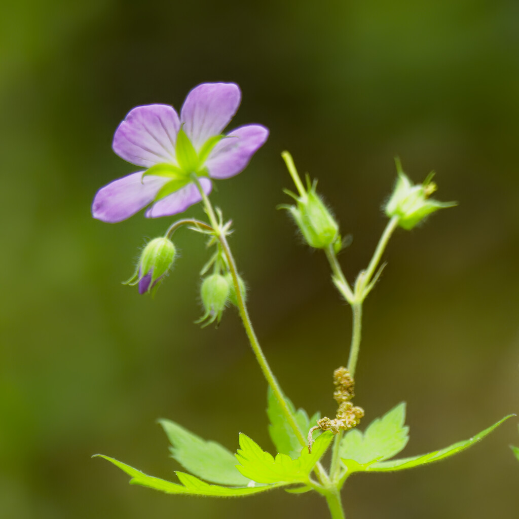 wild geranium  by rminer