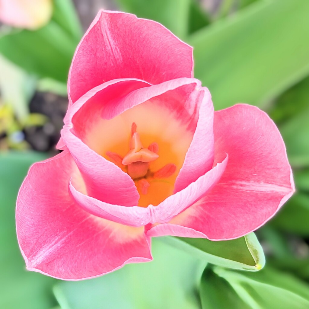 Tulip by zilli