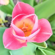 4th Apr 2024 - Tulip