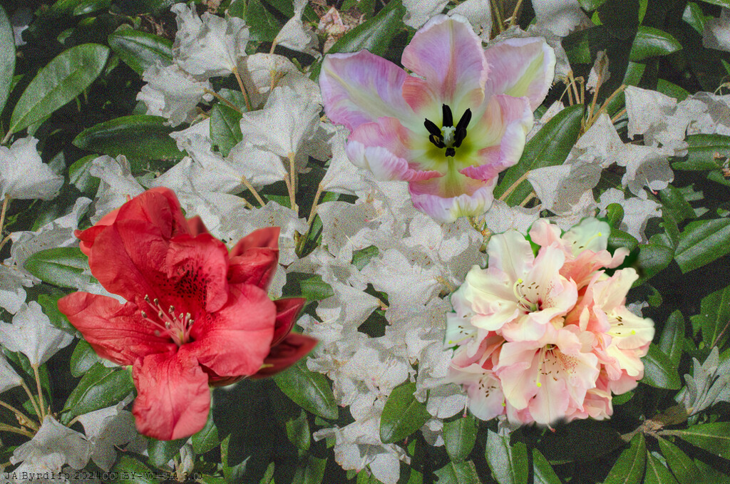 Blooms Aplenty by byrdlip