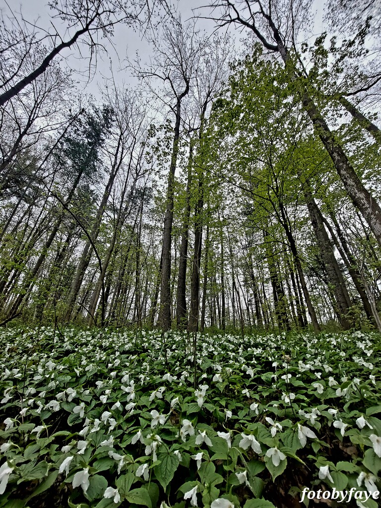 TRILLIUMS in the FOREST by fayefaye