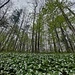 TRILLIUMS in the FOREST