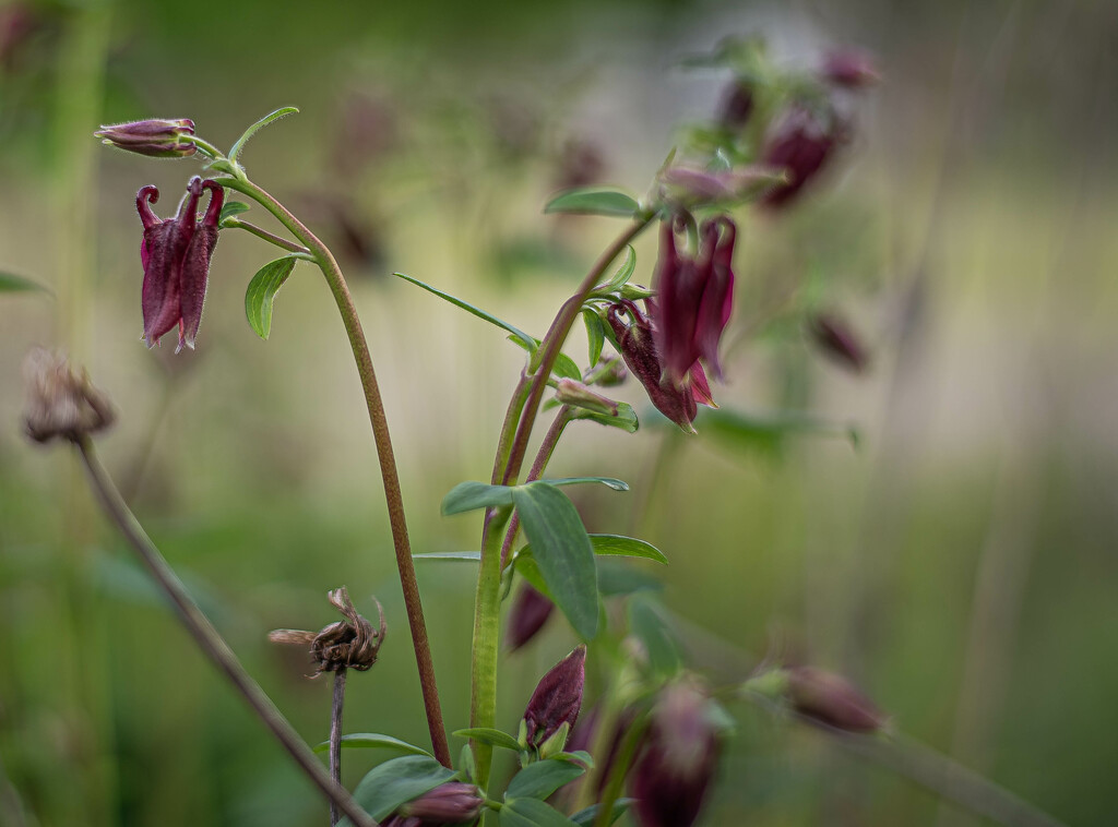 Columbine by darchibald