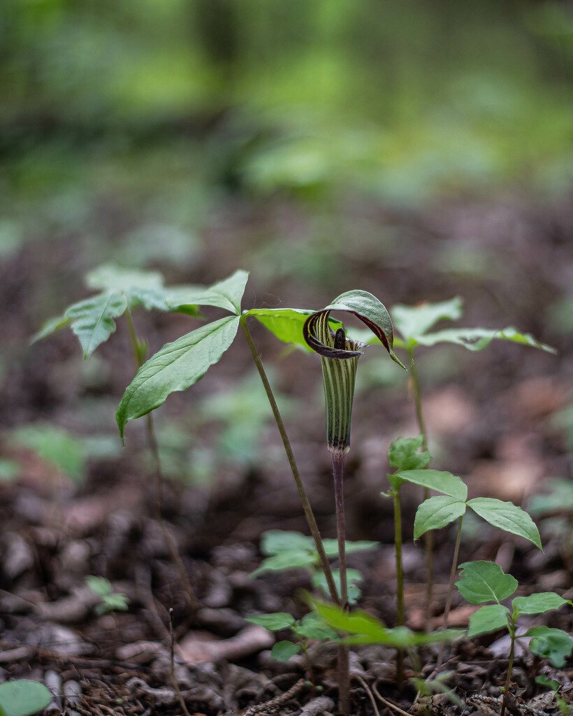Jack-in-the-pulpit by darchibald