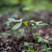 Jack-in-the-pulpit by darchibald