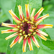 2nd May 2024 - Early blooming Zinnia...