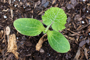 5th May 2024 - Young Squash plant...