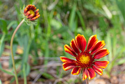 8th May 2024 - Indian Blanket...