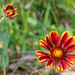 Indian Blanket... by thewatersphotos