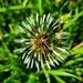 Dandelion seed by ljmanning