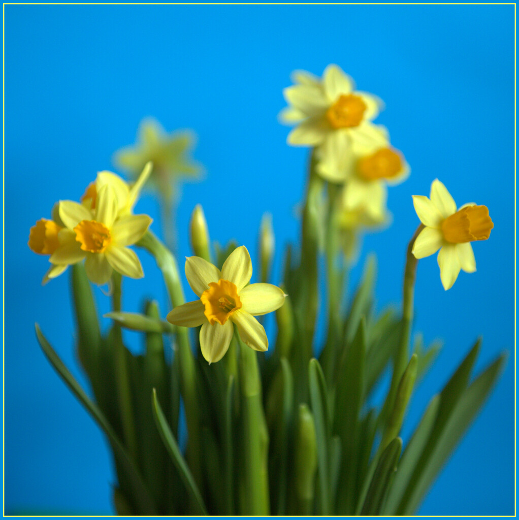 Daffies by dide