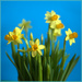 Daffies by dide