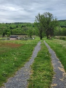 11th May 2024 - Path to the Trees 