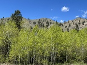 12th May 2024 - Aspens and blue sky