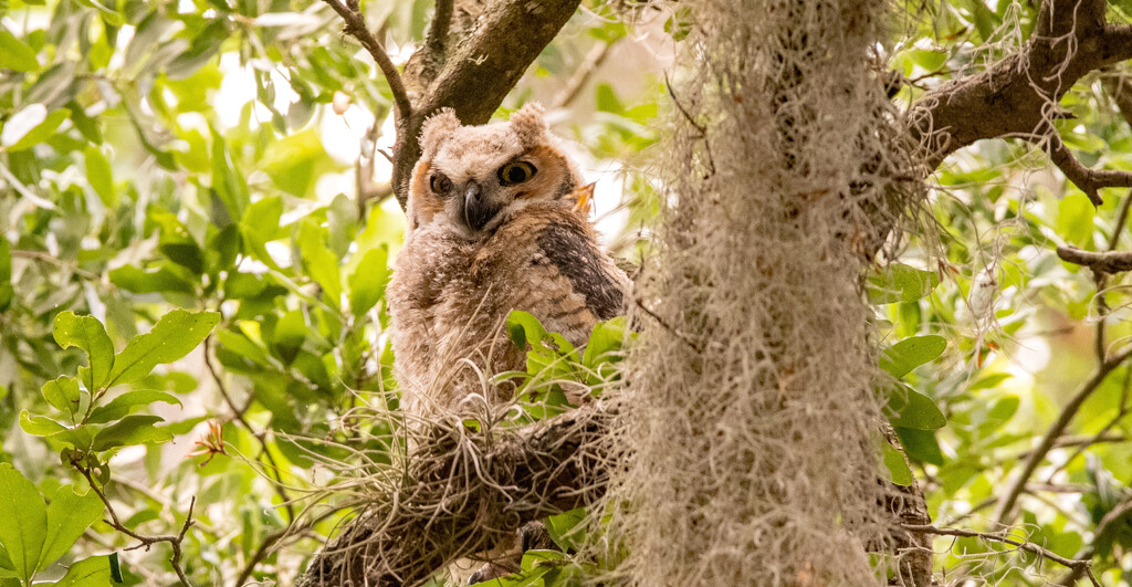 Great Horned Owl Baby! by rickster549