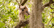 12th May 2024 - Great Horned Owl Baby!
