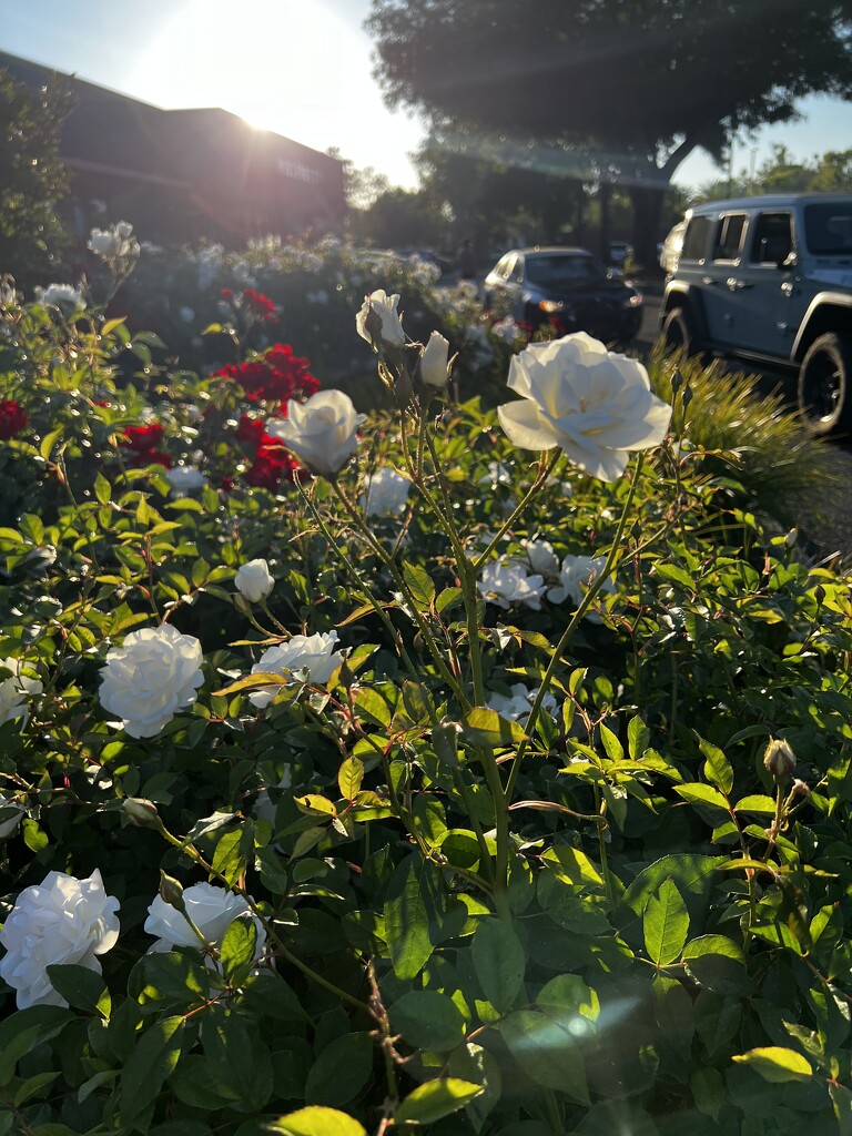 Parking Lot Roses by ggoose