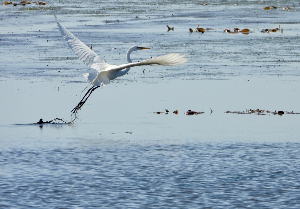 egret take-off by amyk