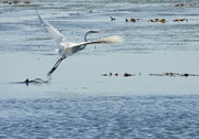 12th May 2024 - egret take-off
