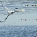 egret take-off by amyk
