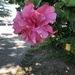 Double Hibiscus 