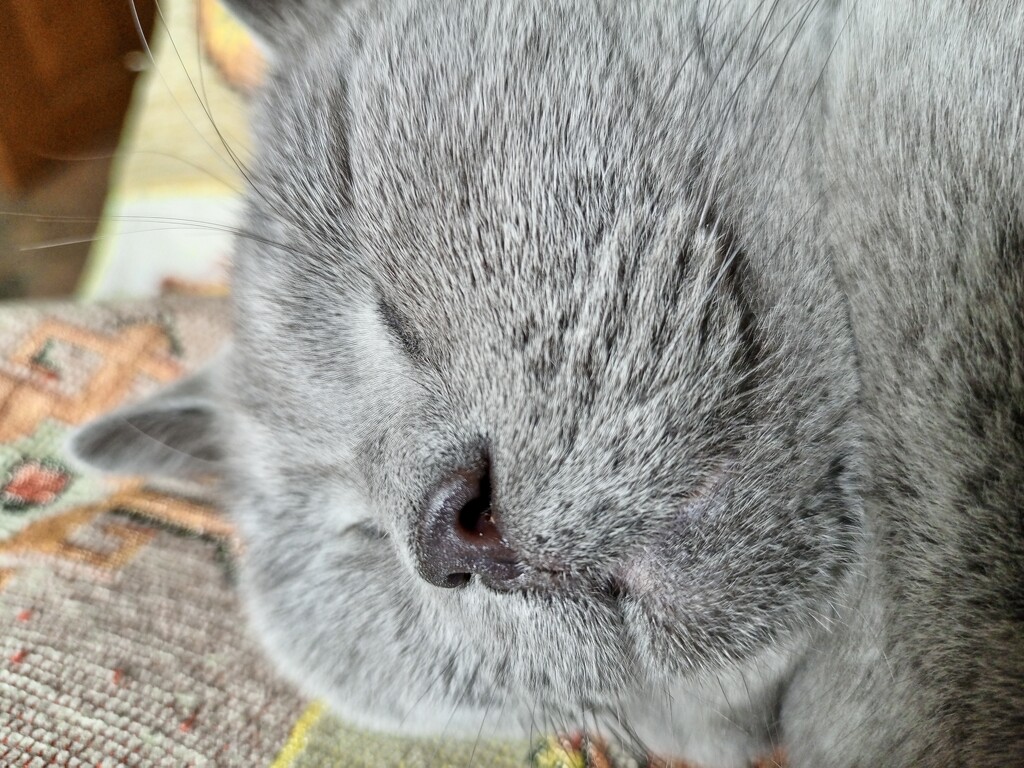 Favorite gray nose. 😍😘💕 by nyngamynga