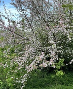 24th Apr 2024 - Spring blossom.....