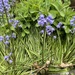 Bluebells.... by anne2013