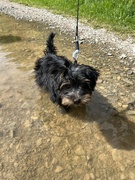 4th May 2024 - Teddy in a puddle...